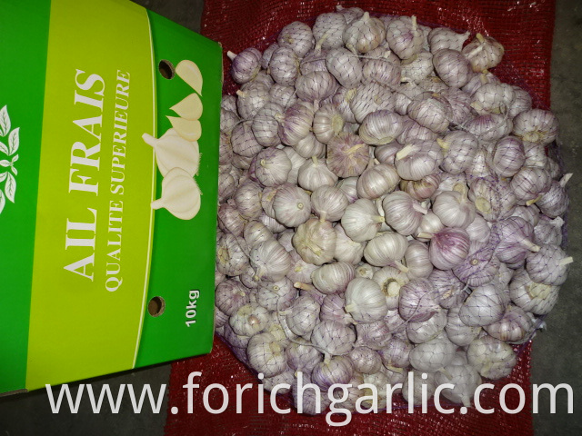 Normal White Garlic